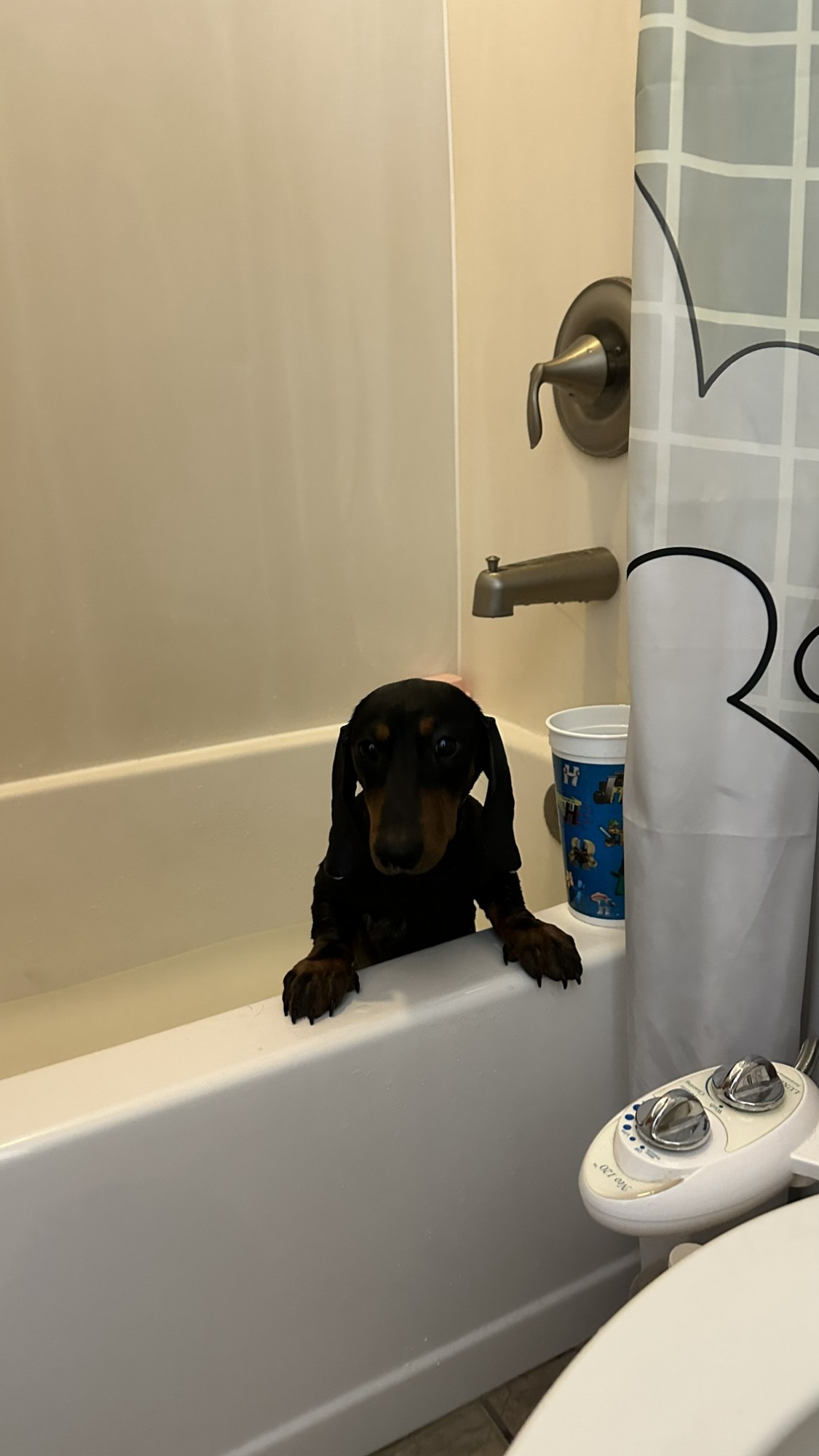 🌭