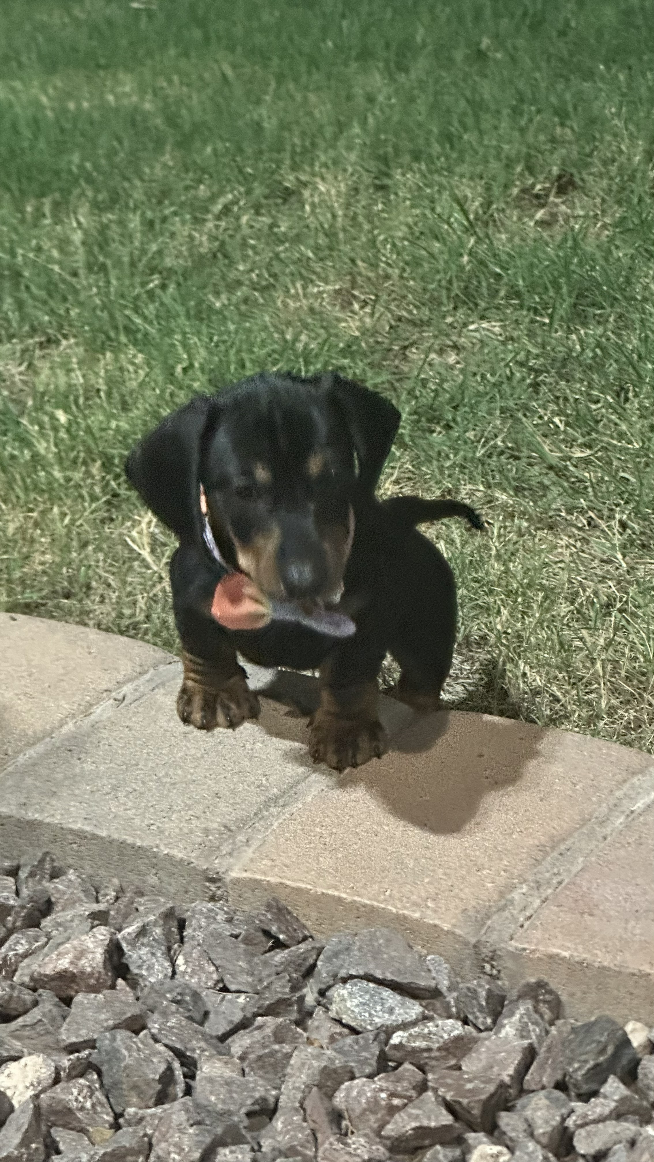 🌭